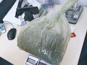 Pés de maconha são encontrados em quintal de residência no Sertão