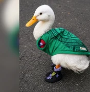 [Vídeo] Presidente do México recebe pato Merlin, 'mascote' do país na Copa
