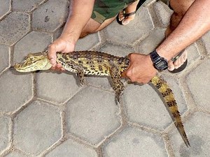 Jacaré é capturado em posto de combustíveis em União dos Palmares