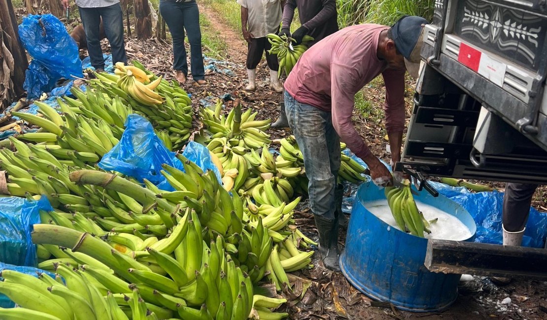 Adeal fiscaliza combate à Sigatoka Negra em bananicultores de Porto Calvo