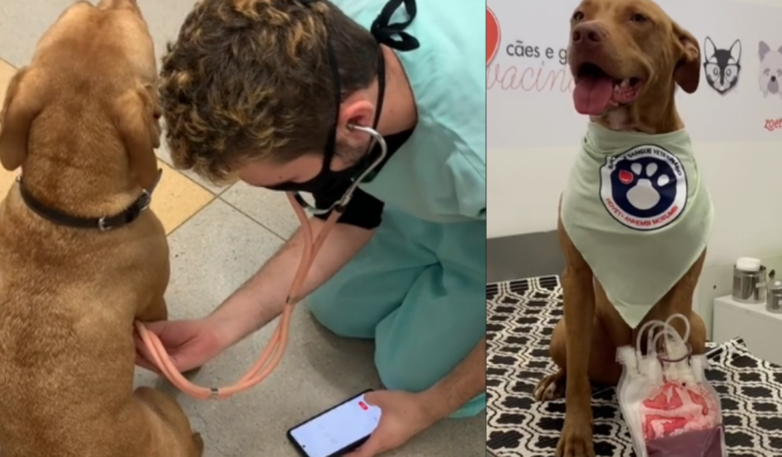 [Vídeo] Cachorro salva a vida de três pets ao doar sangue em hospital veterinário