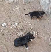 Filhotes de cães são resgatados de buraco no sertão de Alagoas