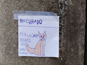 Menino desenha gata que fugiu e espalha 'cartazes' para encontrá-la