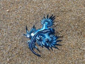 [Vídeo] Dragão azul aparece em Praia da Sereia