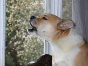 Polícia prende homem que atirou na vizinha por causa de barulho de cachorro