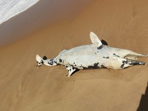 Golfinho é encontrado morto na praia de Cruz das Almas