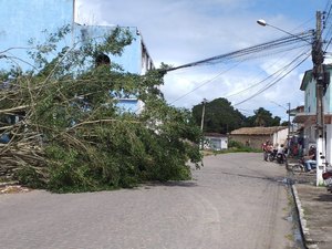 Queda de árvore causa interdição parcial de rua em Arapiraca