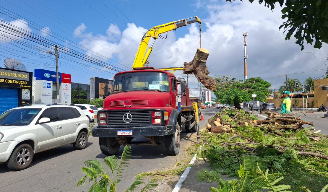 Árvore cai, bloqueia avenida principal de Murilópolis e deixa trânsito lento