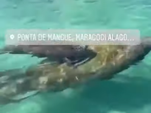 [Vídeo] Turistas são surpreendidos por peixes-boi no mar de Maragogi