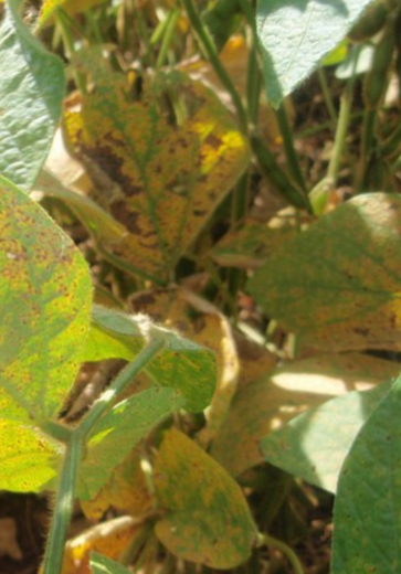 Estado de Alagoas inicia vazio sanitário da cultura da soja em janeiro