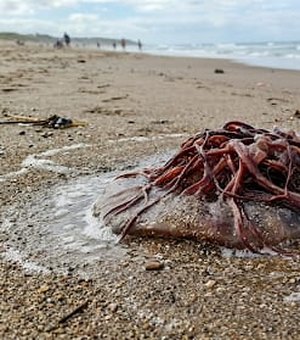 Água-viva queima adolescente na Praia do Francês e menina é socorrida