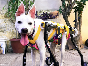 Aulão de defesa pessoal será realizado com o objetivo de arrecadar fundos e ajudar no tratamento de cadela