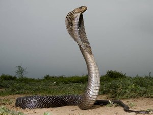 Conheça história do homem que passou 3 dias com 72 cobras venenosas