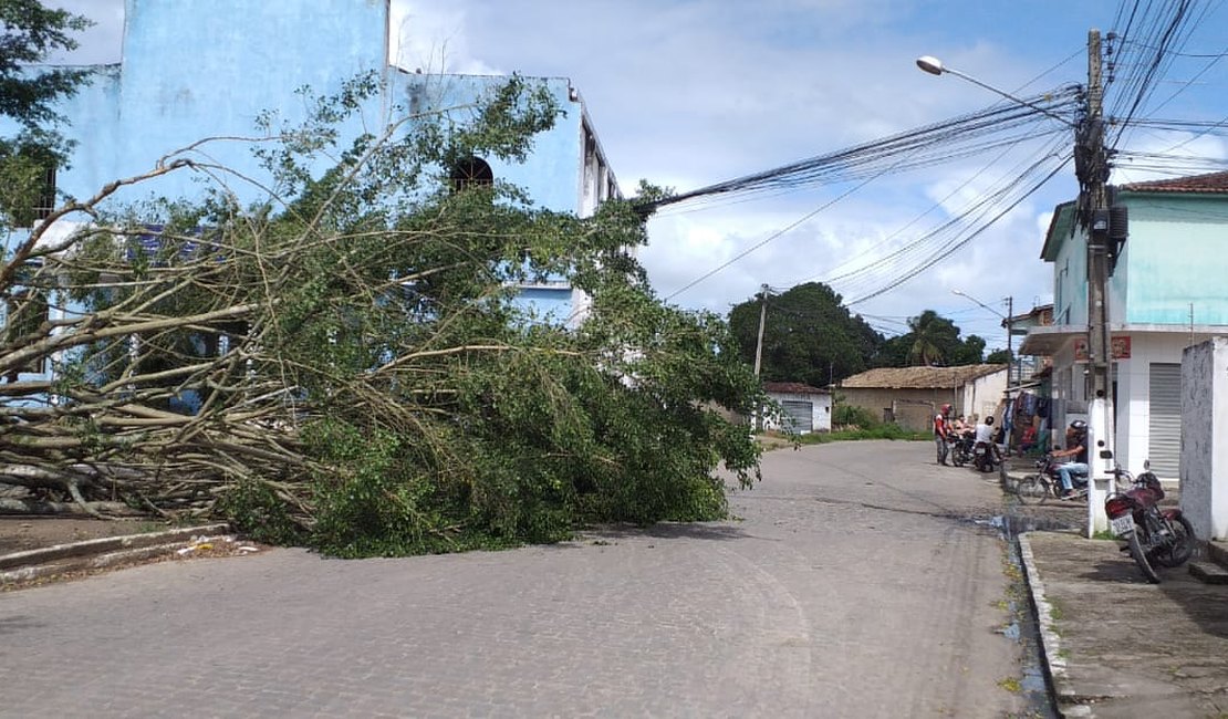 Queda de árvore causa interdição parcial de rua em Arapiraca