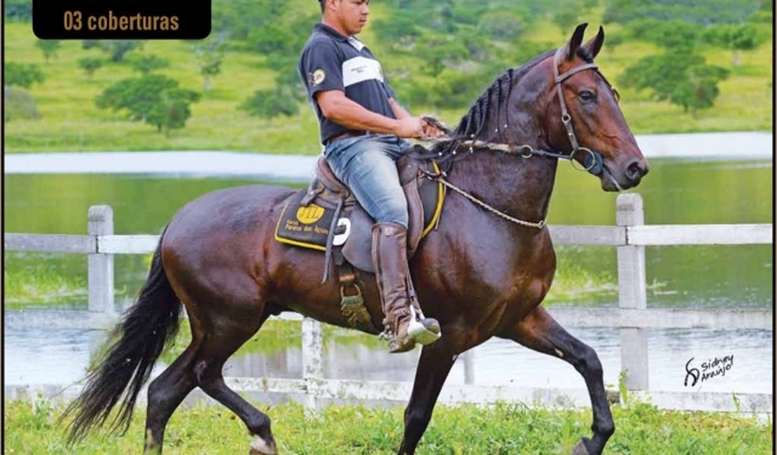 Marcha e morfologia caracterizam lotes do Marchador Alagoas