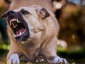 Mulher denuncia ataques de cães soltos e dono é autuado por omissão em Coité do Nóia