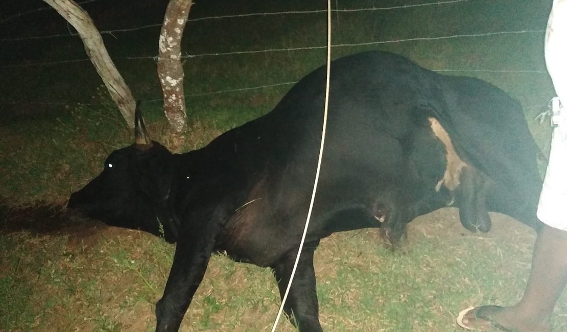 Animal morre eletrocutado após queda de fio de alta tensão em Arapiraca