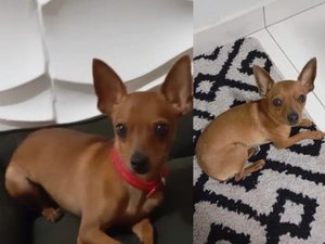 Tutora tenta localizar cachorro da raça pinscher que desapareceu em Arapiraca