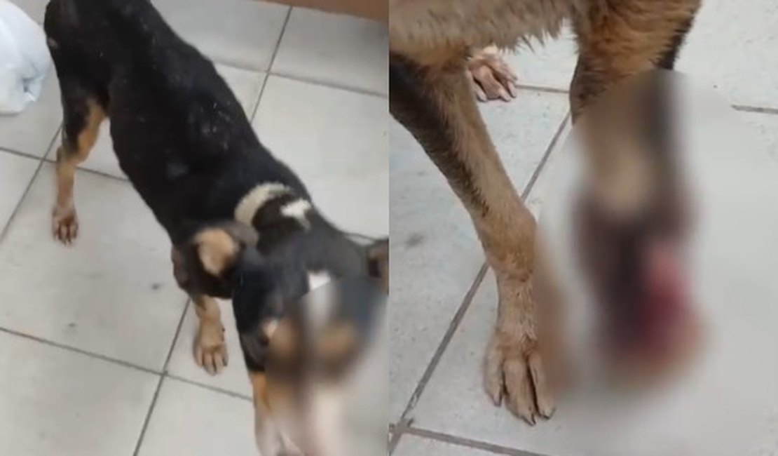 Duas mulheres são indiciadas por maus-tratos a cães após morte de animal em Maceió