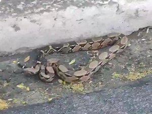 Cobra surge no Centro de Maceió, assusta populares e é resgatada