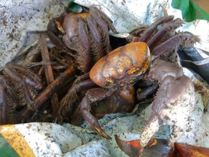 Batalhão de Policia Ambiental apreende 1.500 caranguejos no complexo Mundaú-Manguaba
