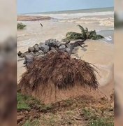 Coqueiro desaba na Praia de Jacarecica após chuvas e avanço do mar em Maceió