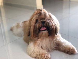 Cão da raça shih-tzu foge de casa em Arapiraca e família gratifica a quem encontrar o pet