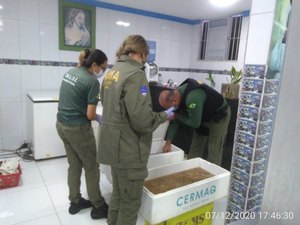 Operação apreendem mil toneladas de espécies em período de defeso