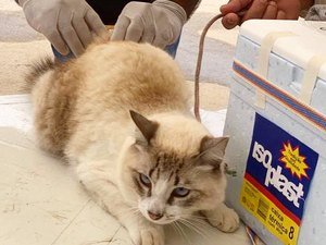 Prefeitura de Craíbas realiza “Dia D” de vacinação com animais de estimação