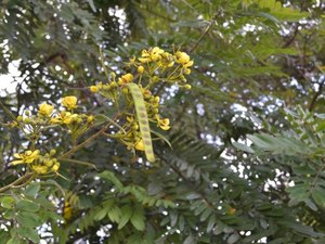 Florescer de árvores anuncia beleza da Primavera em Maceió