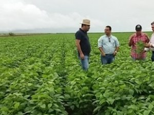 Política de redução de agrotóxicos pode ser votada nesta semana