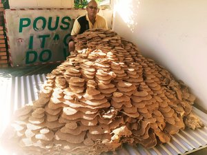 Moradores encontram ninho gigante de vespas em SP: 'Assustador'
