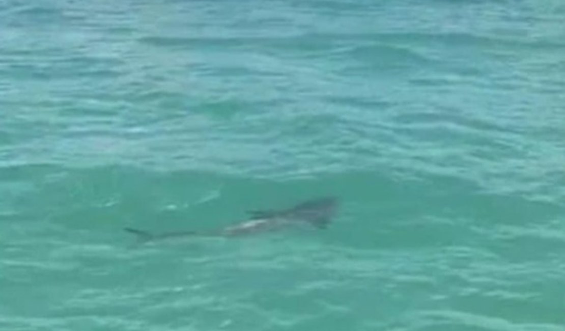 Suposto tubarão avistado em Maragogi pode ser peixe considerado 'primo' da espécie
