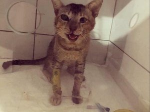 [Vídeo] Protetora animal resgata gatinho vítima de maus tratos e pede ajuda para tratamento