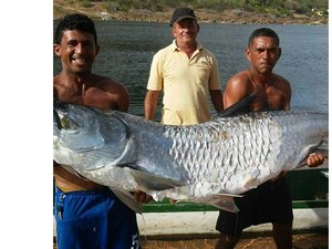 Pescadores capturam peixe gigante no Rio São Francisco