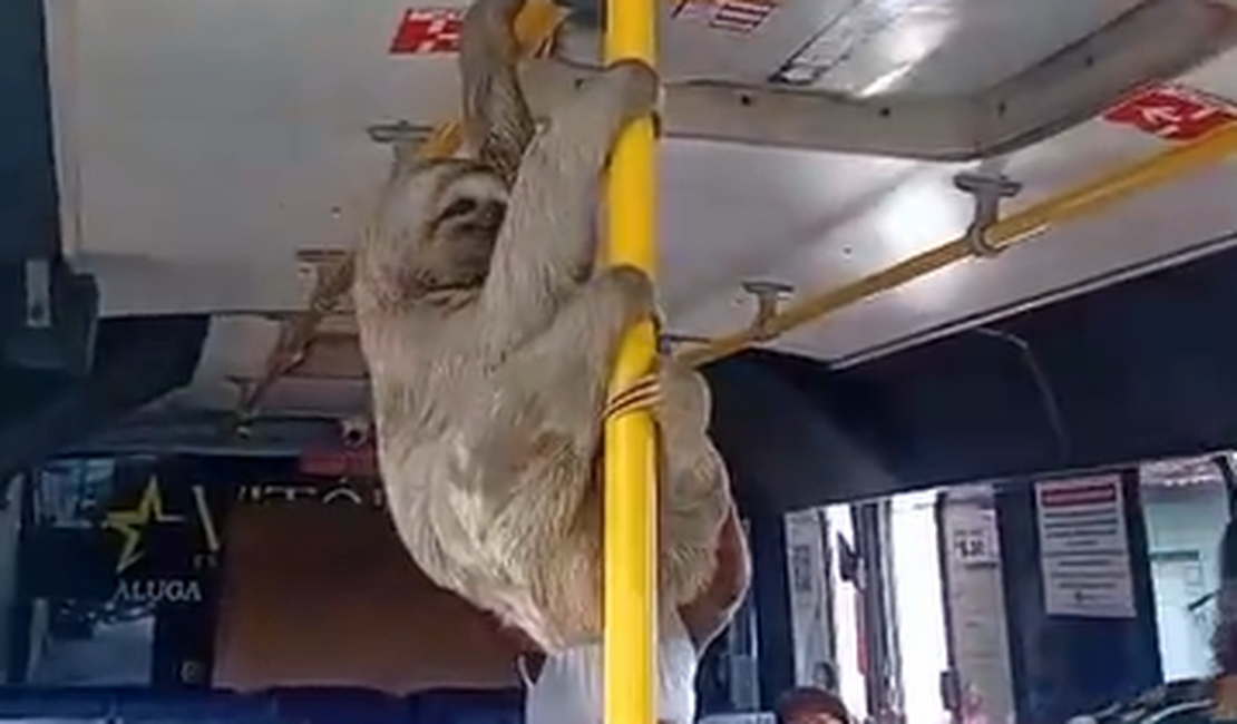Bicho-preguiça vira 'passageiro' de micro-ônibus em viagem de Coqueiro Seco a Maceió