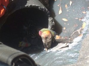 Corpo em estado de decomposição é encontrado em saída de esgoto e assusta populares