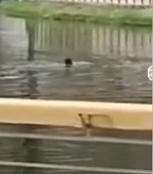Homem mergulha em lago com dezenas de jacarés em Palmeira dos Índios