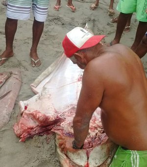 [Vídeo] Pescadores matam tubarão na Barra de Santo Antônio
