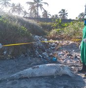 Golfinho é encontrado morto na praia do Pontal