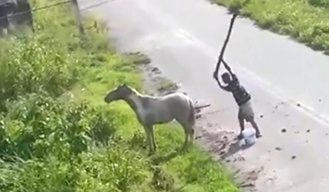 Homem mata cavalo a pauladas - CIDADE ALERTA MINAS 