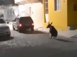 [Vídeo] Homem que arrastou jegue pelas ruas de Pariconha deve se apresentar a polícia nesta quinta