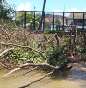 Moradores denunciam desmatamento em área de mangue