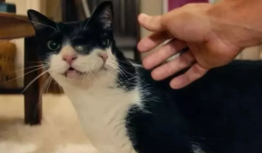 Gata de O Agente Secreto ganha prêmio em festival de cinema dos EUA