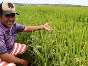 Chuvas e novos equipamentos viabilizam aumento da safra de arroz em Alagoas