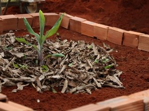 Projeto difunde práticas sustentáveis em comunidades agrícolas 