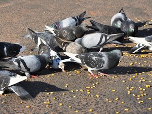 Vigilância de Zoonoses estuda medidas de contenção de pombos