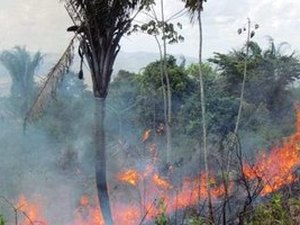 Incêndio atinge vegetação no município de União dos Palmares