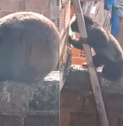 [Vídeo] O retorno do bugio? Macaco reaparece e surpreende morador em Satuba