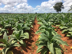 Produção de fumo em Alagoas é a maior deste século, aponta IBGE